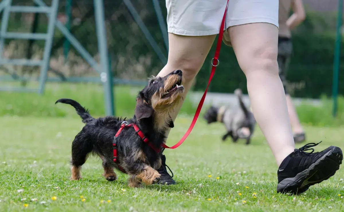 Una de las lecciones fundamentales en cualquier escuela para perros es la obediencia básica.