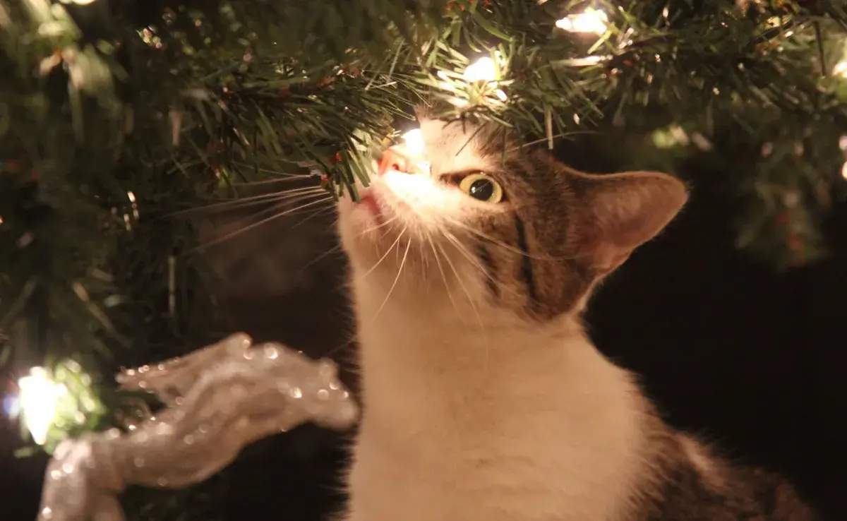 El primer paso para evitar que tu gato alcance el árbol es colocarlo en un lugar estratégico.