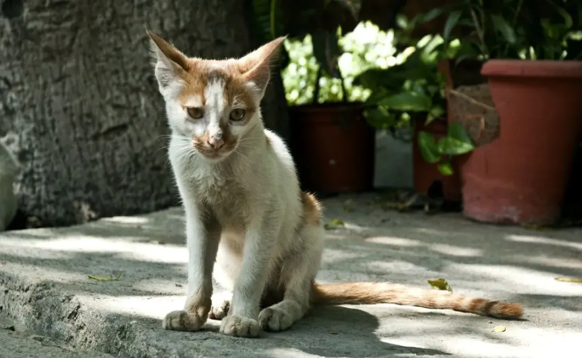 Alimentos para gatos bajos de peso: recomendaciones seguras