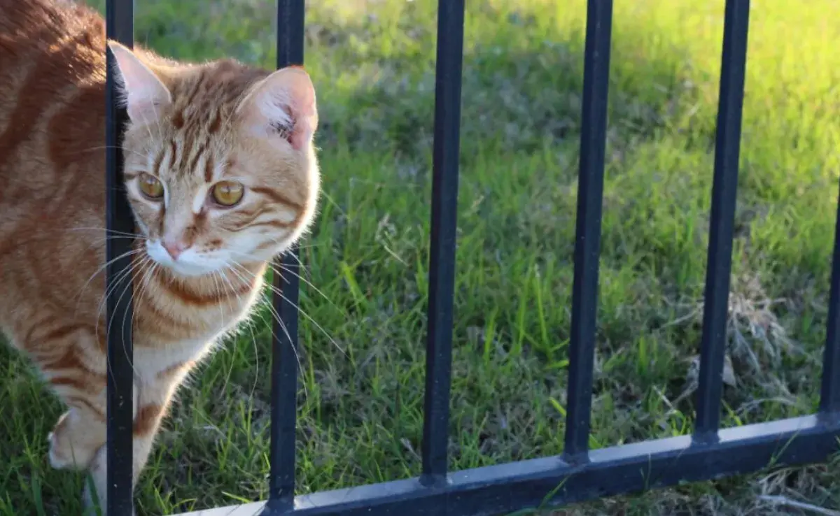 Cómo evitar que tu gato se escape: seguridad en la puerta