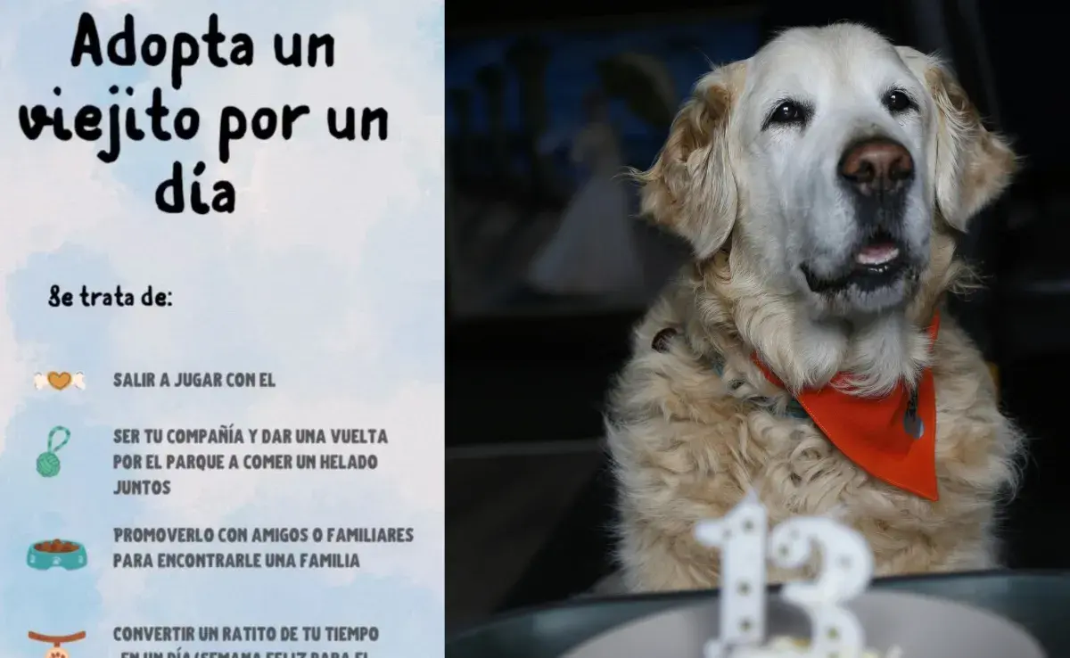 En Jalisco puedes darle amor a un perro viejo por un día.