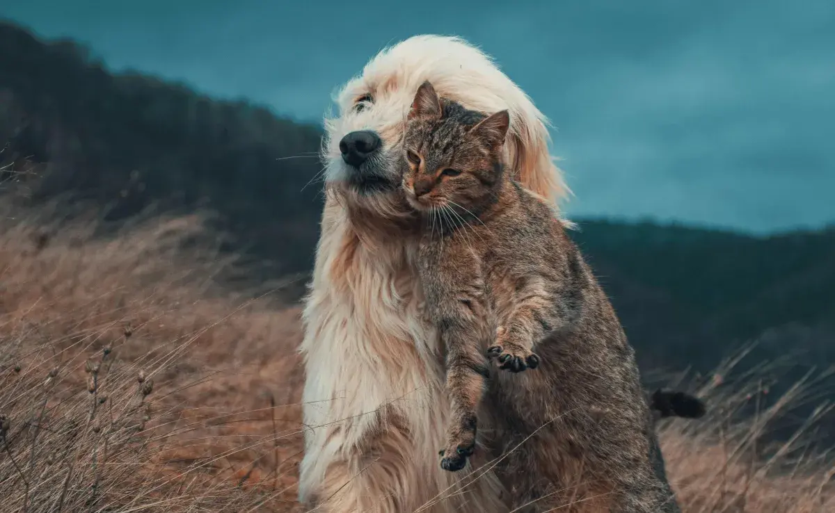 Los perros y los gatos demuestran su amor de diferentes formas.