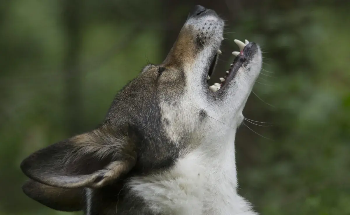 Los aullidos son herencia de los lobos. Algunos significan dolor. 