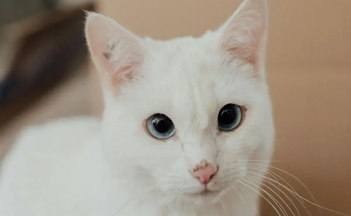 Es normal que las primeras horas esté somnoliento tu gato tras la castración. 