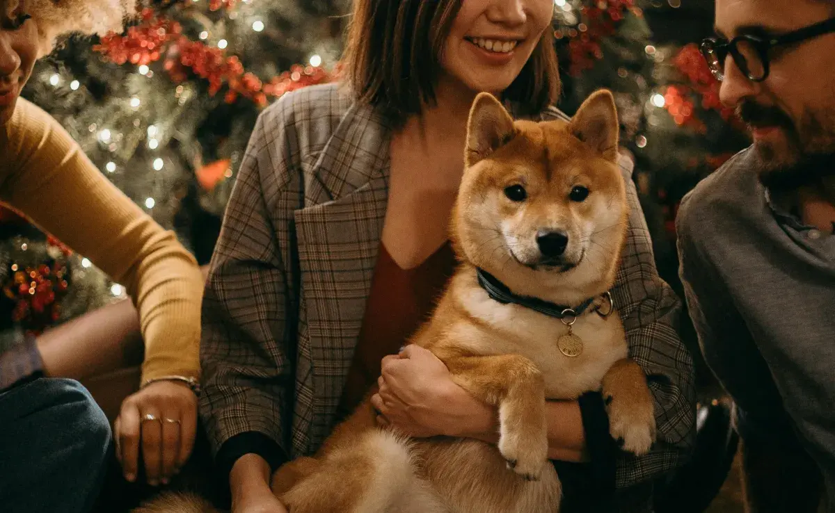 Recuerda que la cena de Navidad no es necesariamente buena para tu perro. 