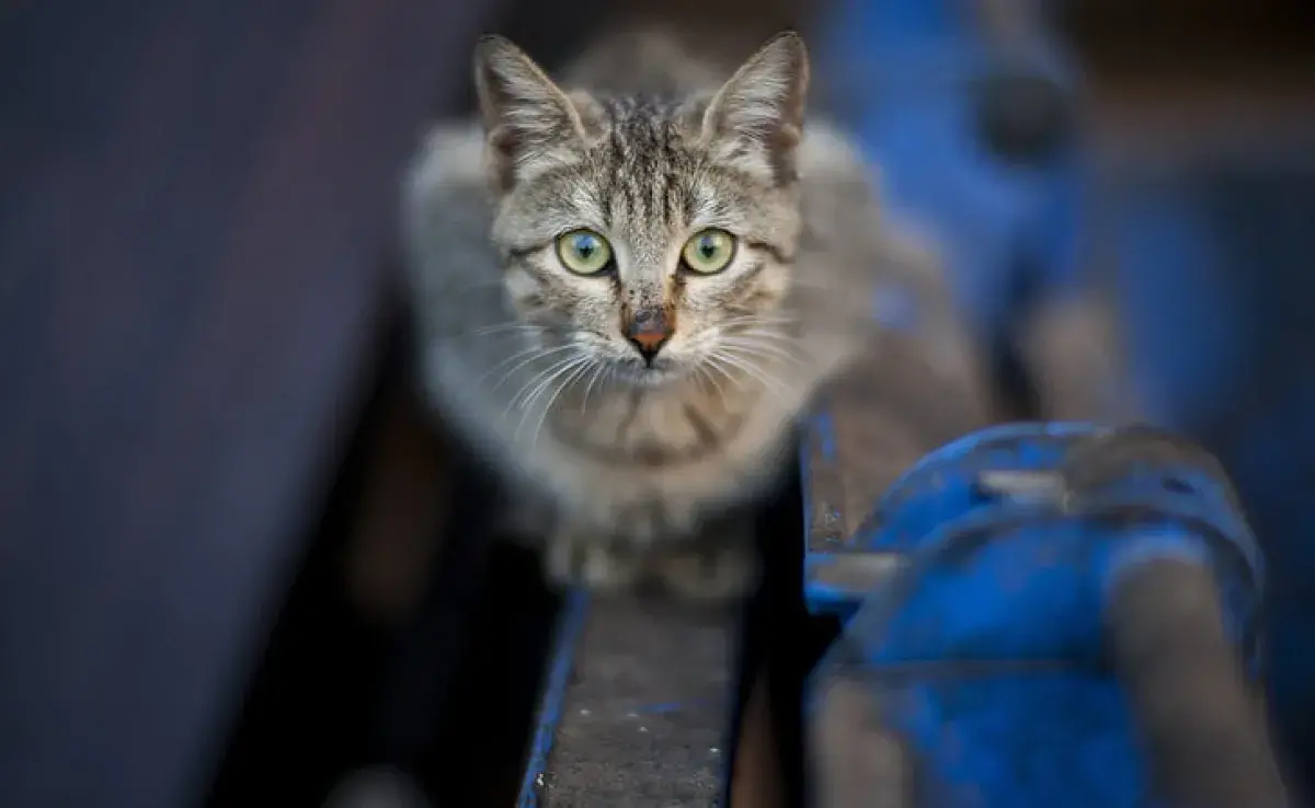 ¿Es fácil que los gatos se pierdan? Razones y prevención