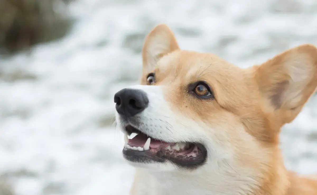 Es común que los perros se lastimen los dientes por jugar rudo.