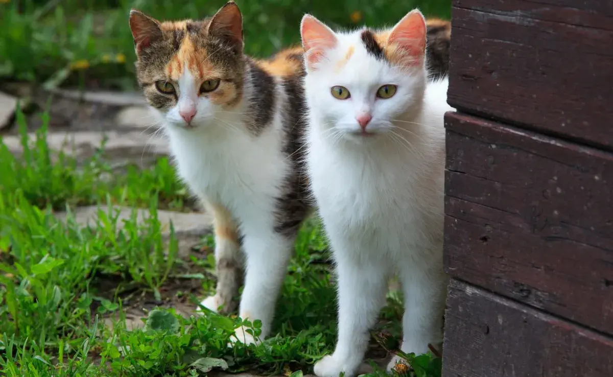 Los gatos tienden a explorar un área limitada cerca de su hogar.