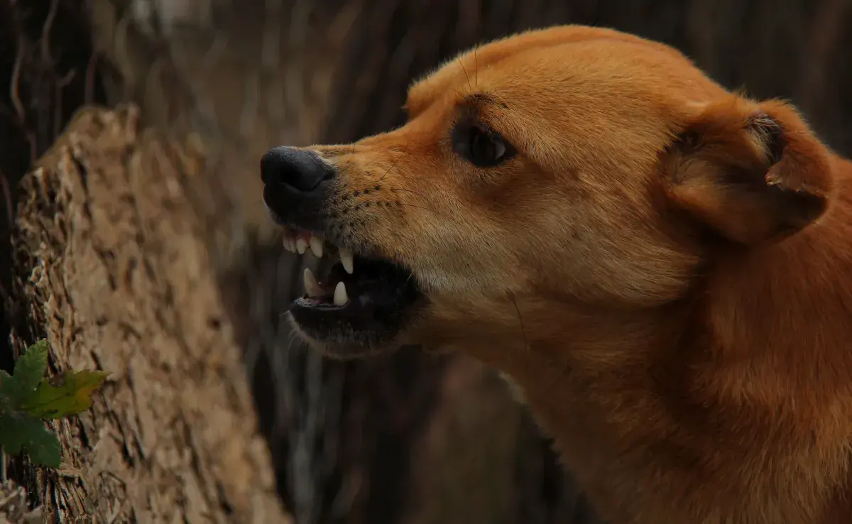 Uno de los errores más comunes es castigar físicamente a un perro cuando está enojado.