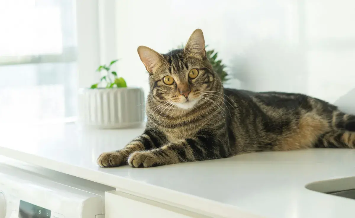 Es menos probable que un gato tenga problemas de cadera que un perro.