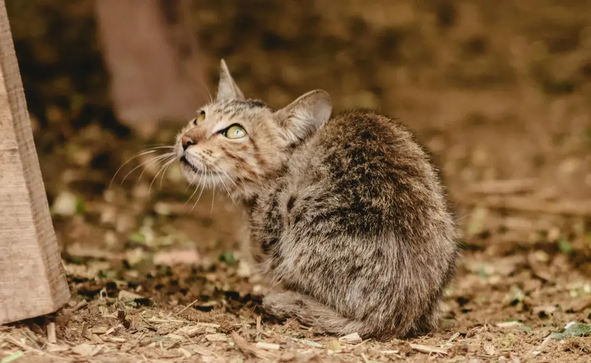 El gato criollo no pertenecen a una raza específica. 