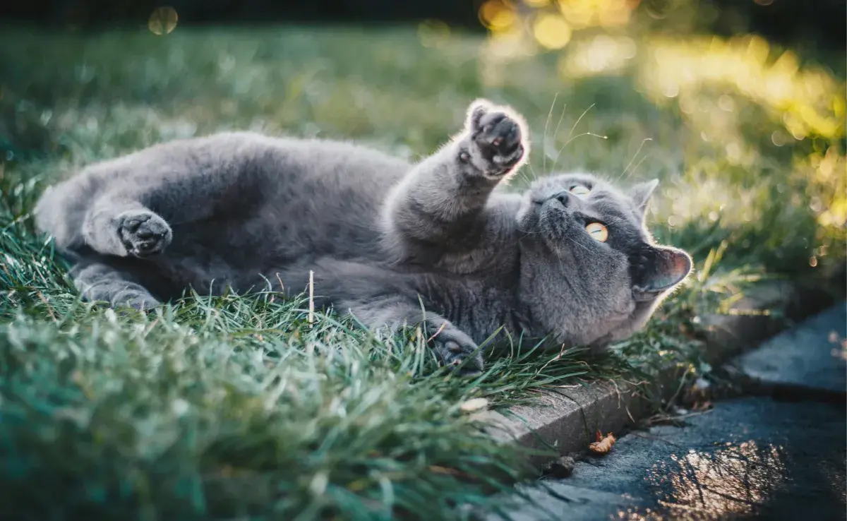 La raza influye en la longevidad del gato, pero también el estilo de vida. 