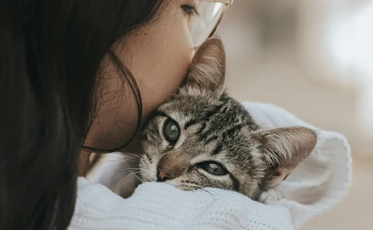 Si bien el moquillo no se transmite entre gato y dueño, los gérmenes se quedan en casa.