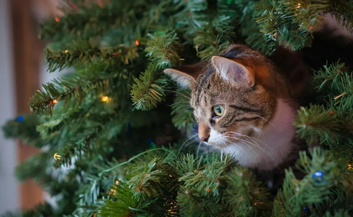 Asegura el árbol de Navidad en una zona segura de tu gato.