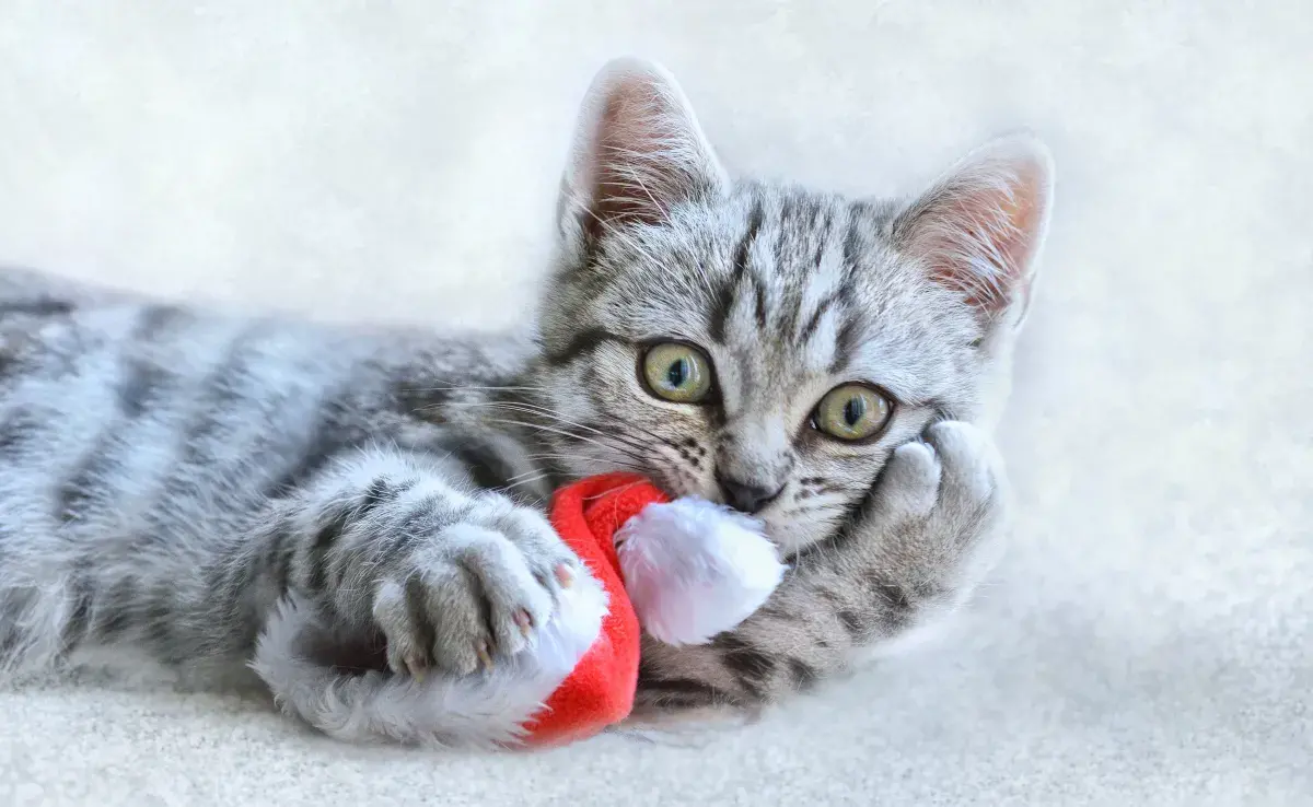 Algunas plantas comunes en esta época, como la nochebuena, el muérdago y el acebo, son tóxicas para perros y gatos.