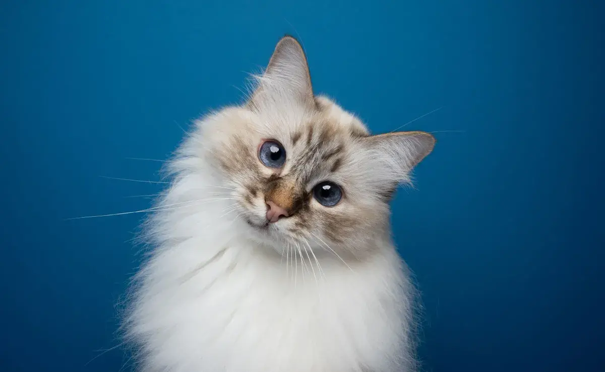 El problema suele ser más común en gatos de pelo largo.