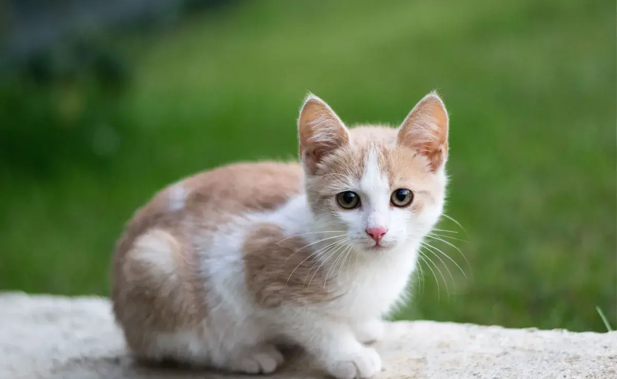 Las razas pequeñas como el Cornish Rex suelen alcanzar su tamaño adulto antes del año