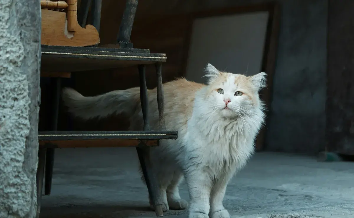 Un gato en sus últimos días, se esconde o aleja del dueño.