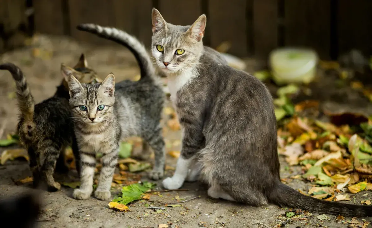 Debido al instinto cazador de los gatos es que muchos animales les temen.