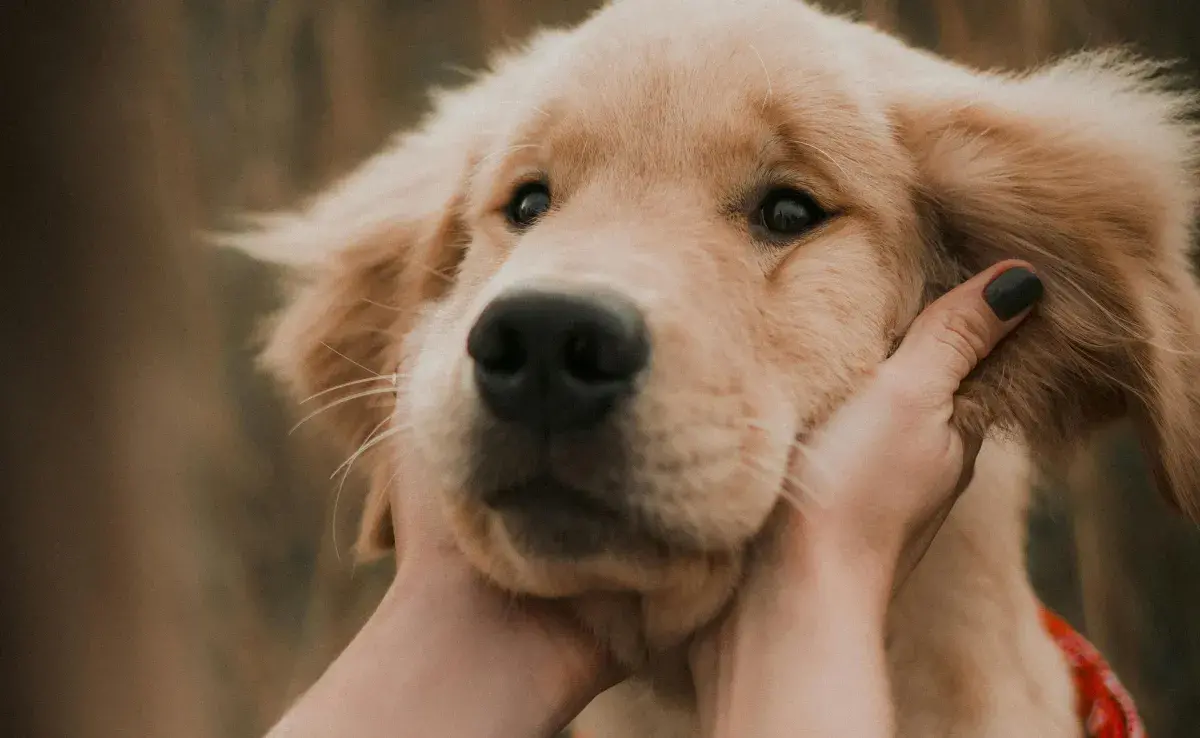 El Labrador Retriever que destaca como una de las mejores opciones debido a su personalidad cariñosa.