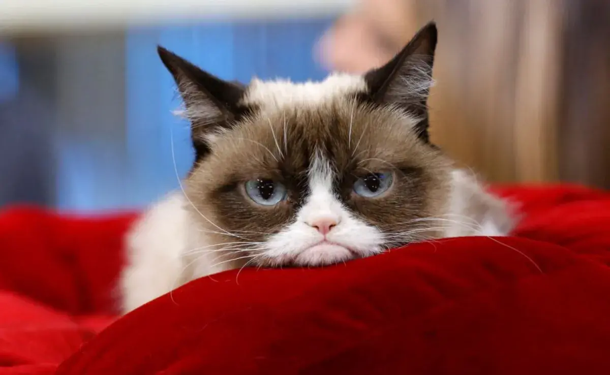 Una de las mascotas más famosas en internet fue Grumpy Cat. Foto: The New York Times