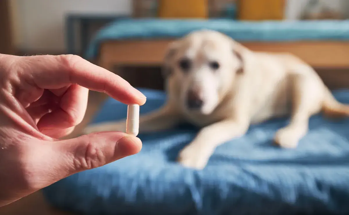 Los analgésicos de venta libre, como el paracetamol y el ibuprofeno, son peligrosos para los perros.