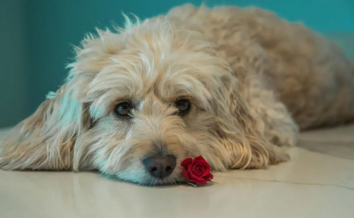 Decirle adiós a tu mascota es un duelo doloroso por la conexión que forman.