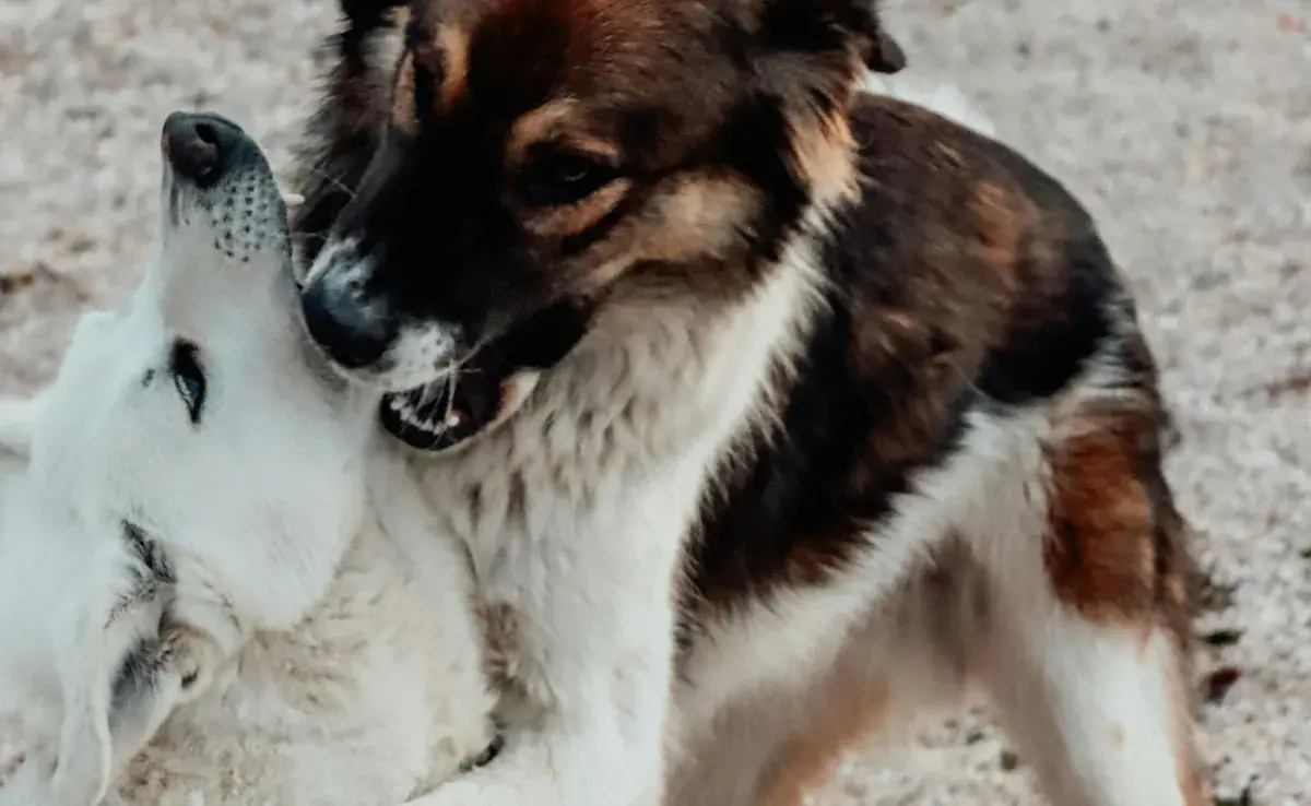 Los perros macho alfa no forzosamente pelean. Depende del contexto y crianza.