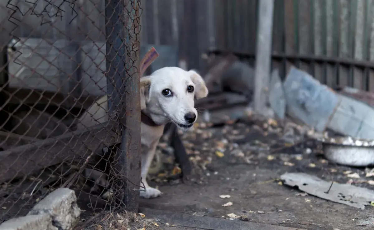 Recuerda que los perros sin hogar tienen mucho amor por dar.