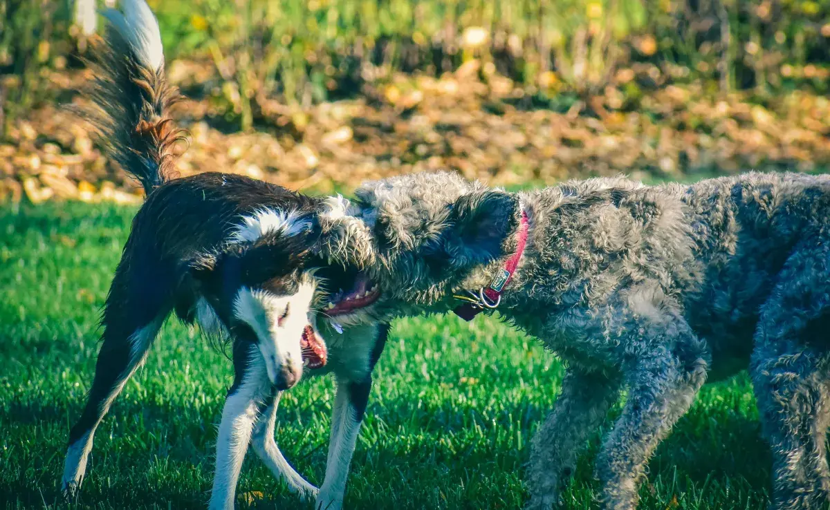 Nunca te pongas frente a un perro con miedo, pues puede responder agresivamente.