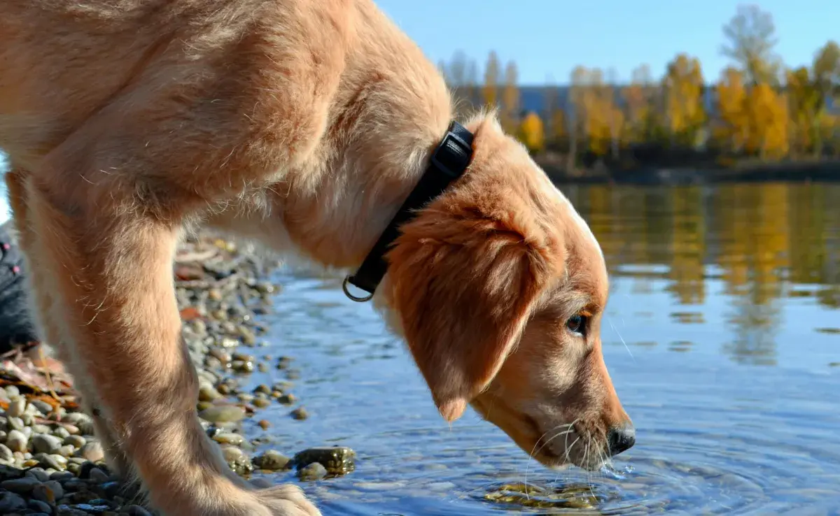 Un perro deshidratado pierde la elasticidad de su piel.