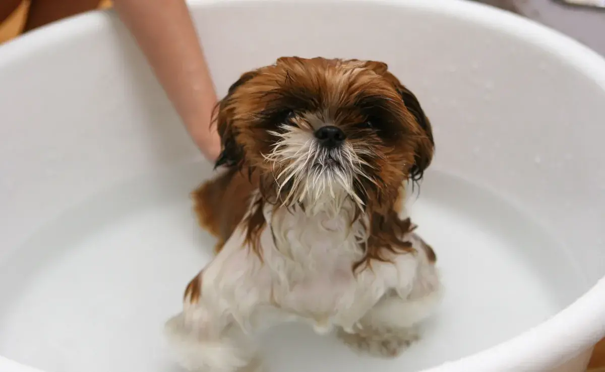 El olor de perro es algo común, especialmente en razas con pelaje más denso.