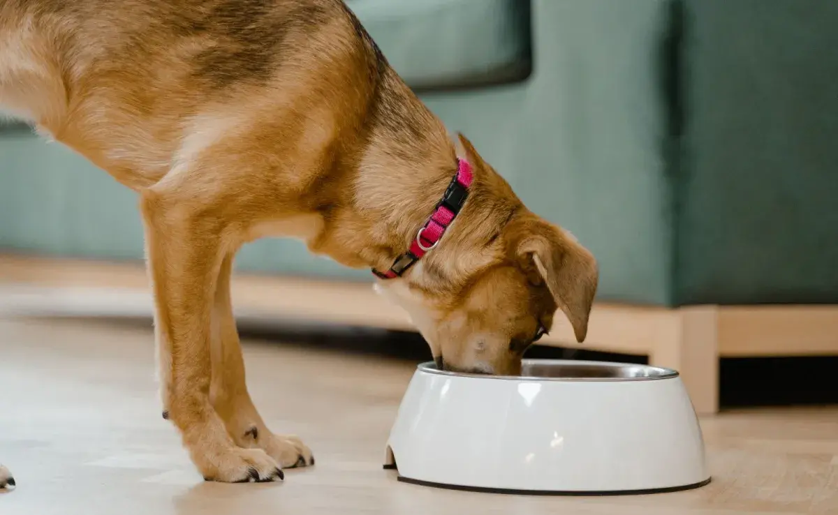 El arroz proporciona carbohidratos de fácil digestión que no irritan el tracto intestinal del perro.