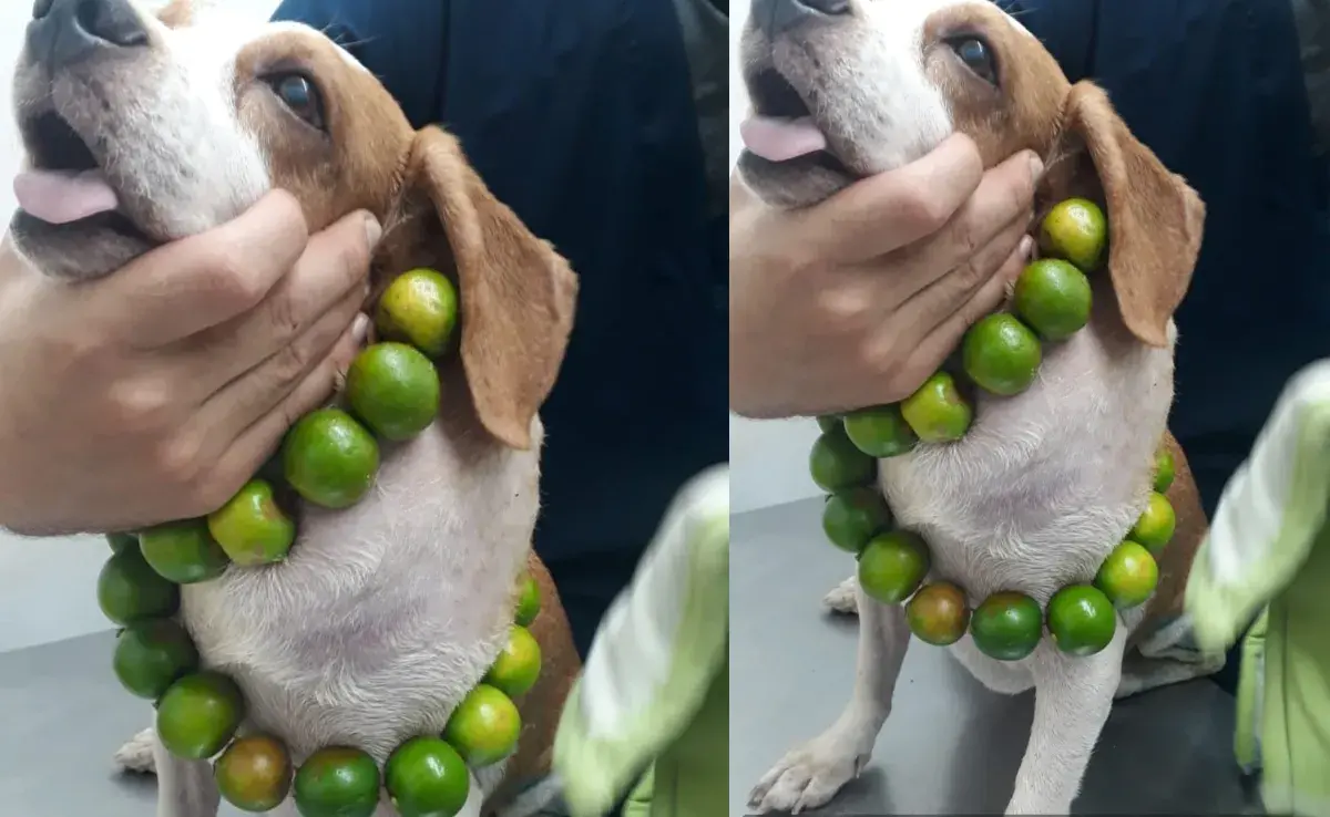 Se cree que los limones son buenos para los perros. Es un mito. Foto: Facebook/Medicina Veterinaria Practica