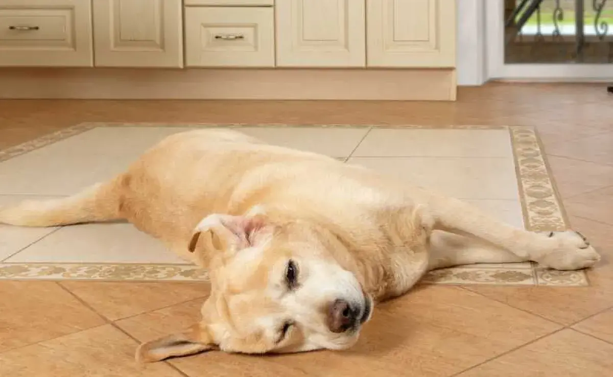 La diarrea es uno de los problemas de salud más comunes en los perros.