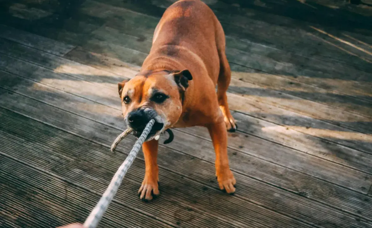 Los ruidos pueden hacer enojar a tu perro más de lo que crees.