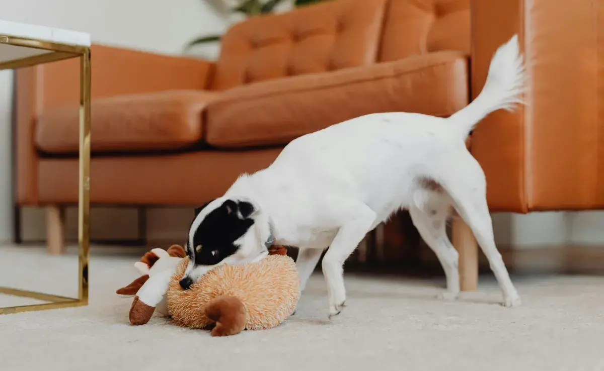 El que tu perro sacuda sus juguetes, es una muestra de su instinto de cazador