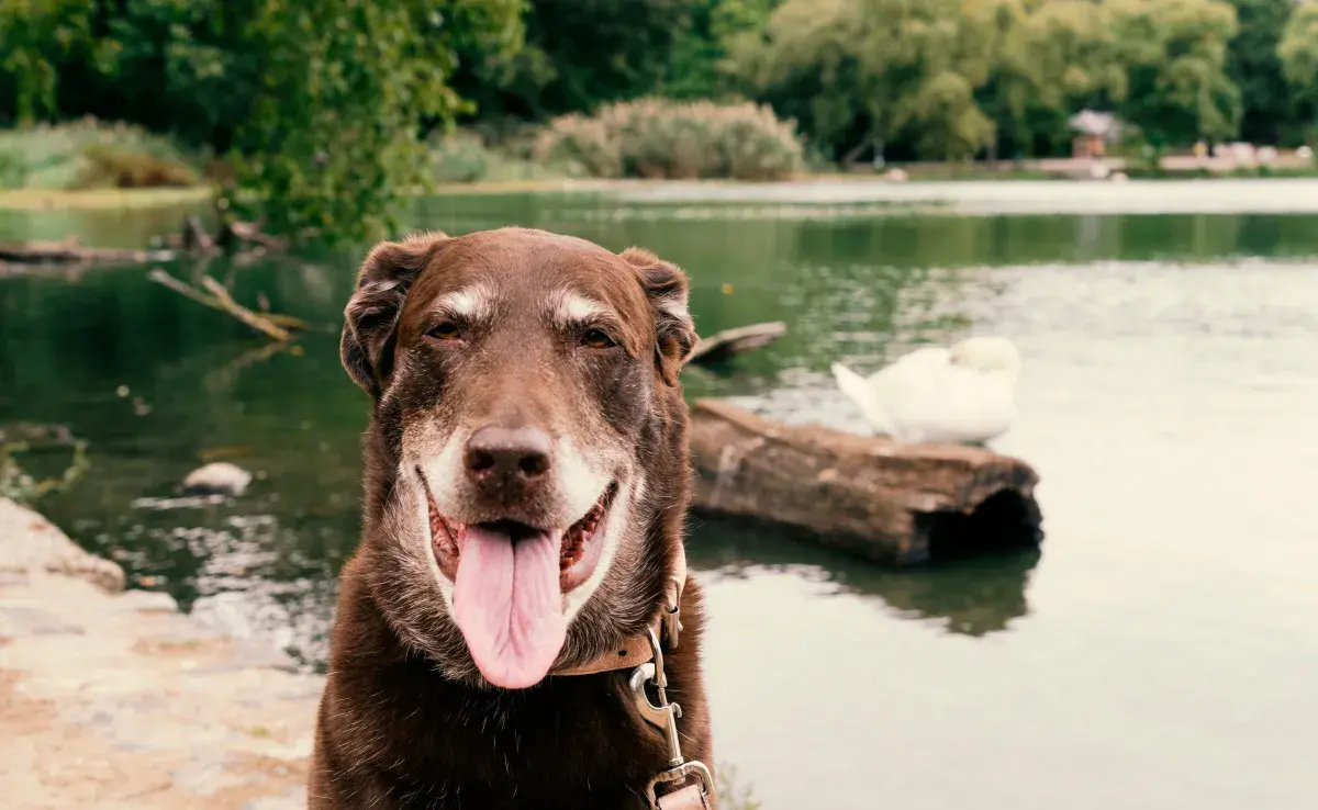 Un factor importante en la solitud de los animales mayores es el deterioro cognitivo.