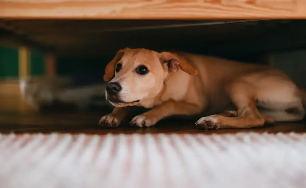 Cuando un perro mete su cola entre las patas, suele ser una señal de miedo o inseguridad.