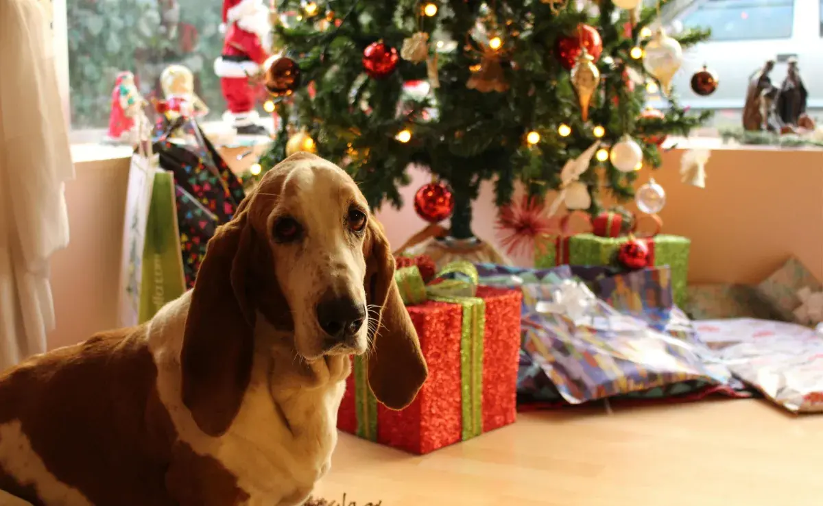 Evita que tu perro se haga del baño en el árbol de Navidad con feromónas.