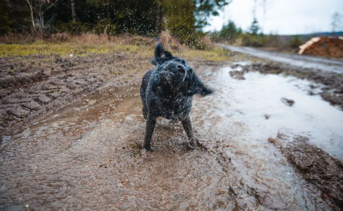 El acto de sacudirse es un comportamiento natural en los perros.