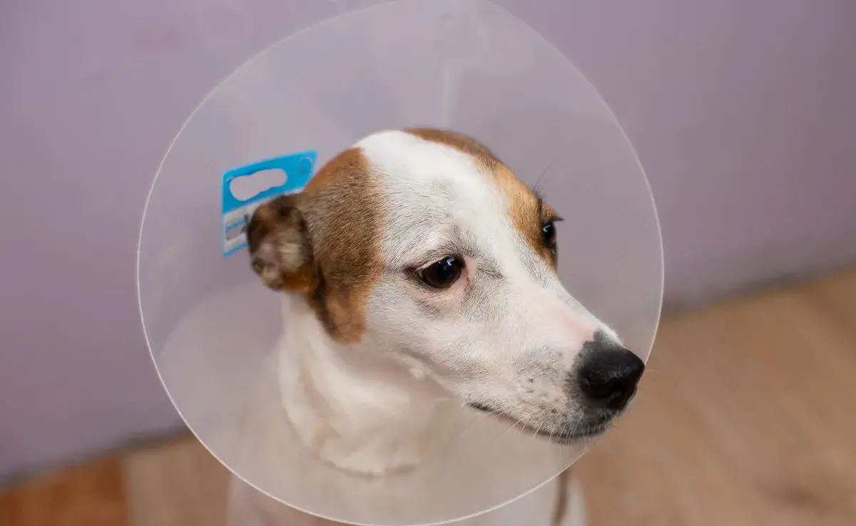 Al decidir entre el collar isabelino y la dona inflable, es importante considerar la ubicación de la herida.