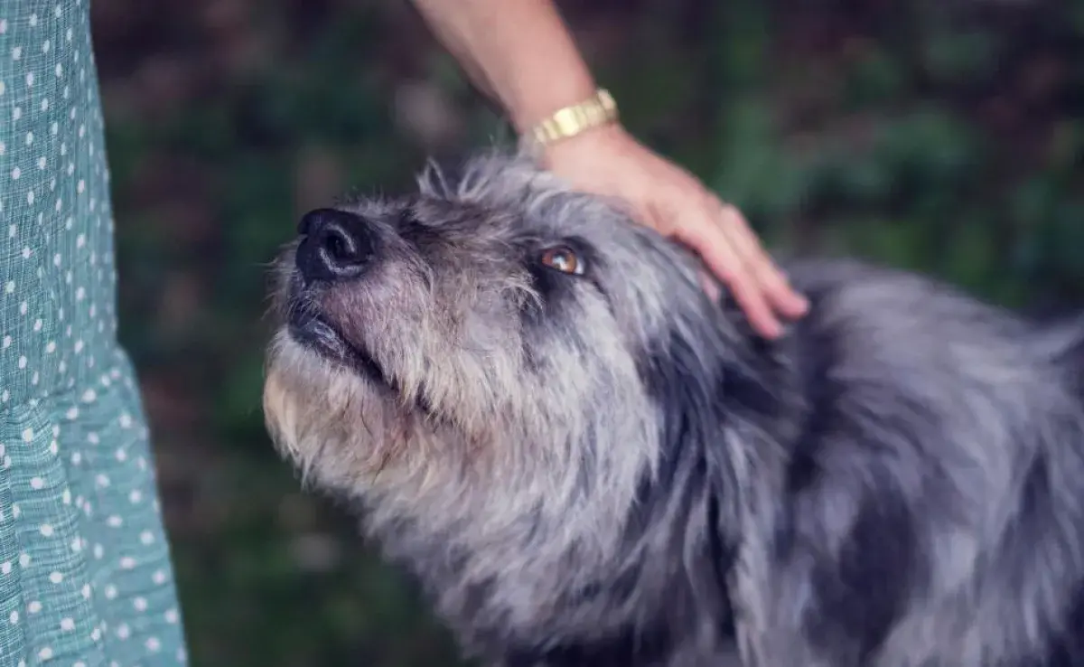 Perros cariñosos: machos vs hembras