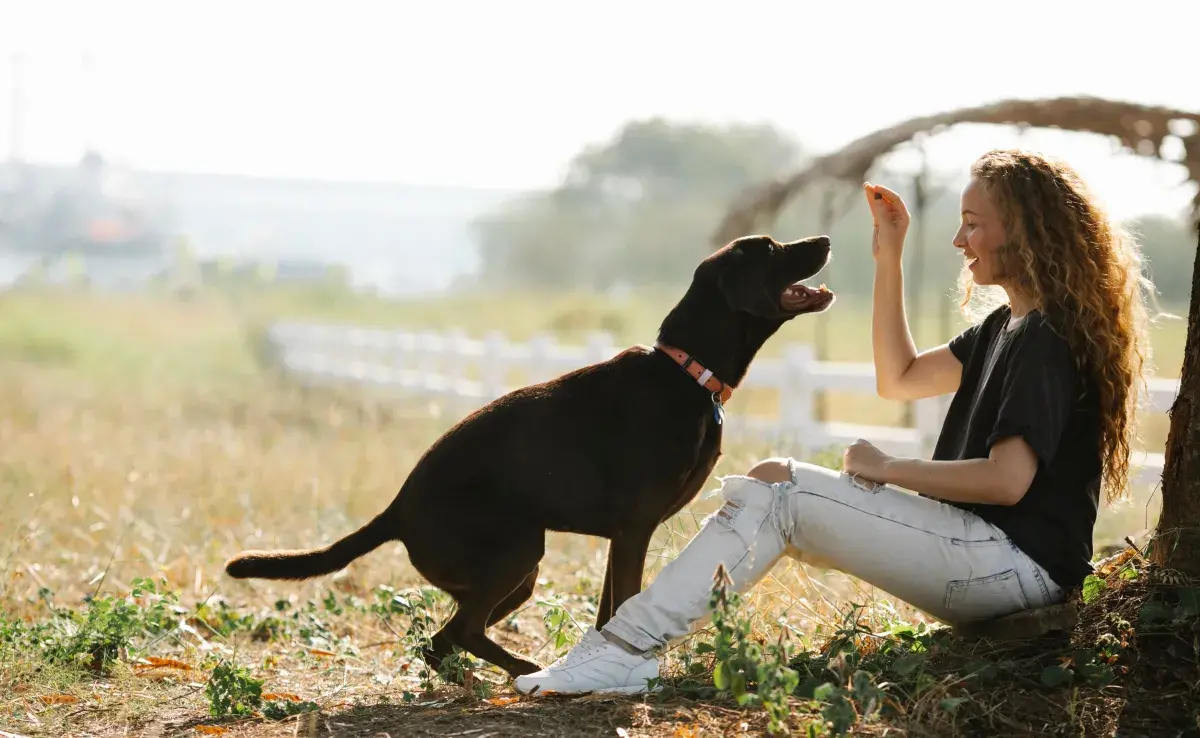 La capacidad de los perros para distinguir cantidades proviene de una parte específica de su cerebro.