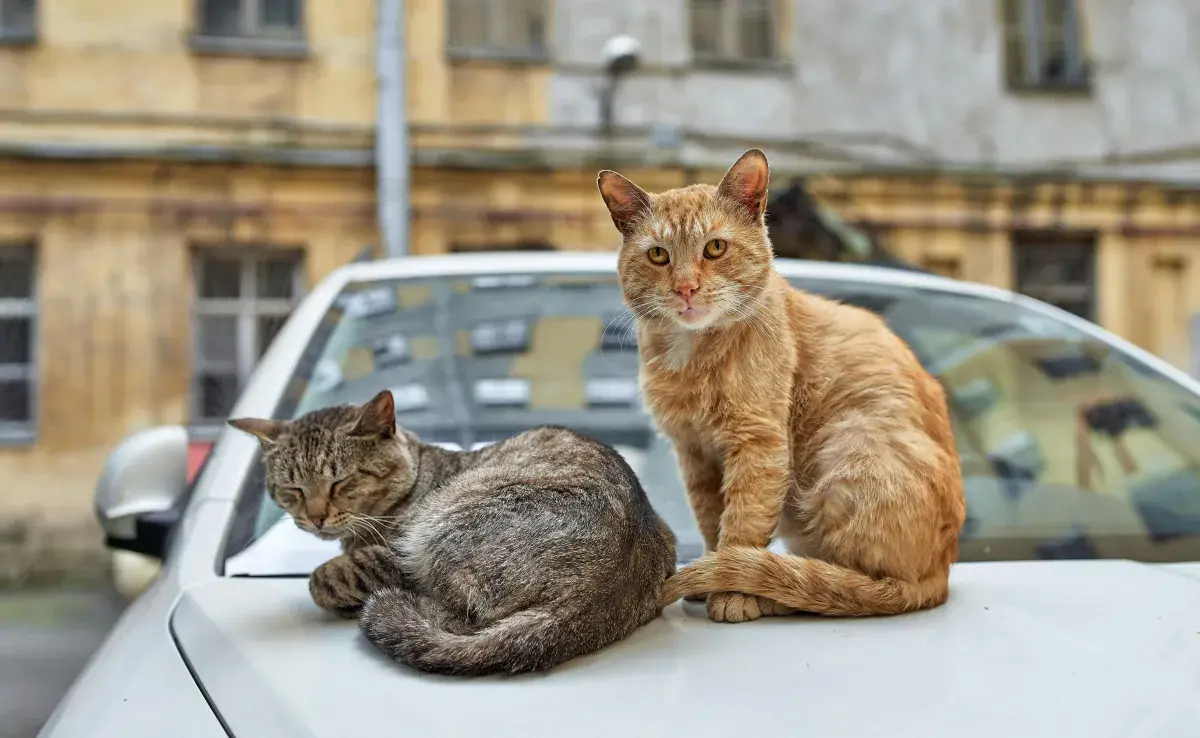 Acostumbra a tu gato al movimiento y a la transportadora, si quieres viajar con él.