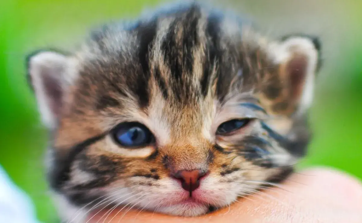 ¿Cuándo abren los ojos los gatitos bebés?