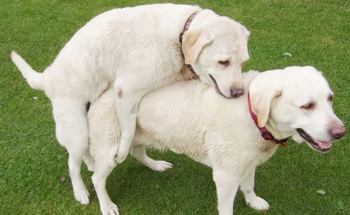 ¿Cuánto tiempo dura el apareamiento en perros?