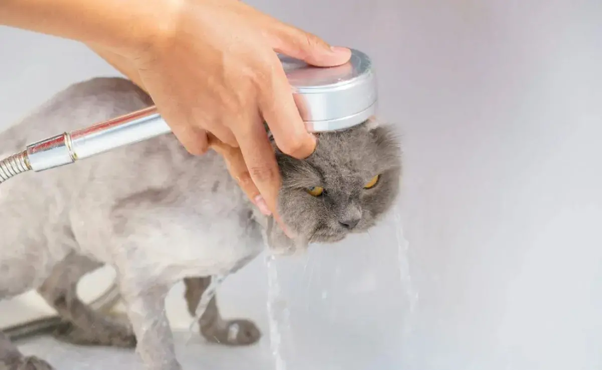 ¿Por qué a los gatos no les gusta el agua?