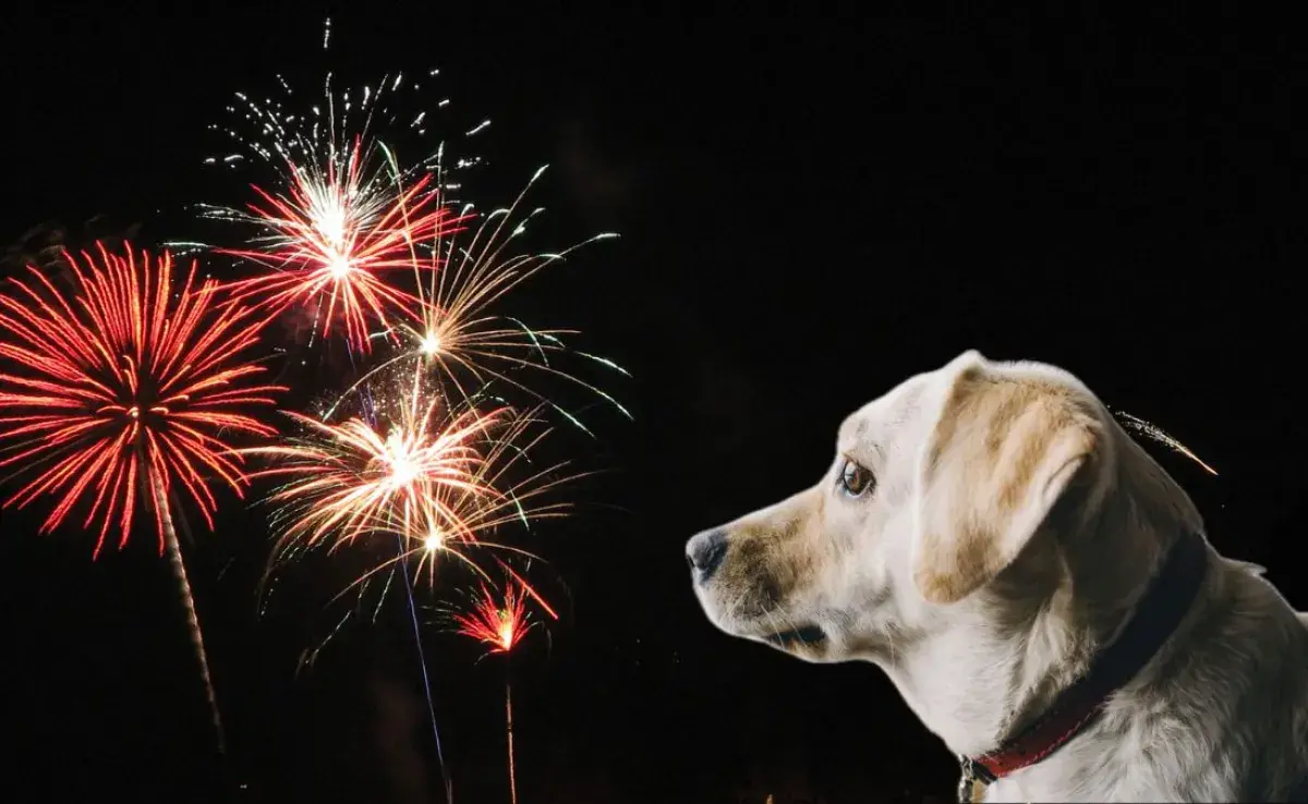 Tronar juegos pirotécnicos puede dejar sordo a tu perro. 🎆