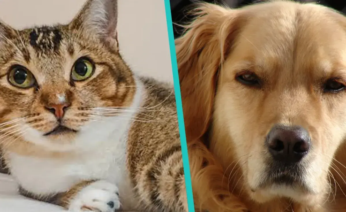 ¿Quiénes son mas celosos, los perros o los gatos?